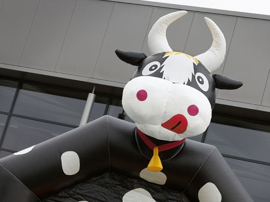 Springkussen Koe (overdekt)