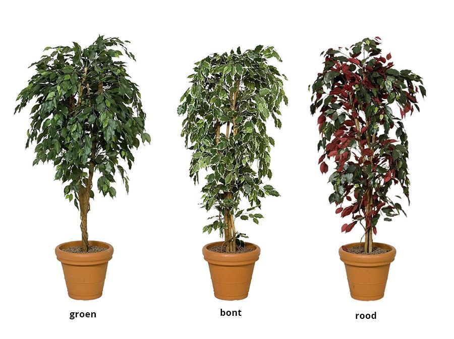 Kunstboom Ficus