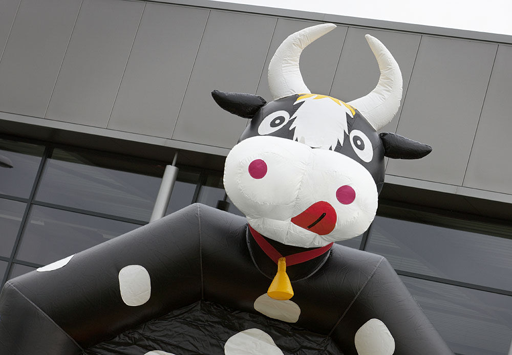 Springkussen Koe (overdekt)